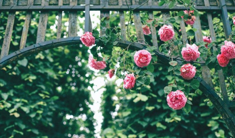 Într-un sat din România se cultivă anual peste un milion de trandafiri, iar florile ajung în întreaga ţară