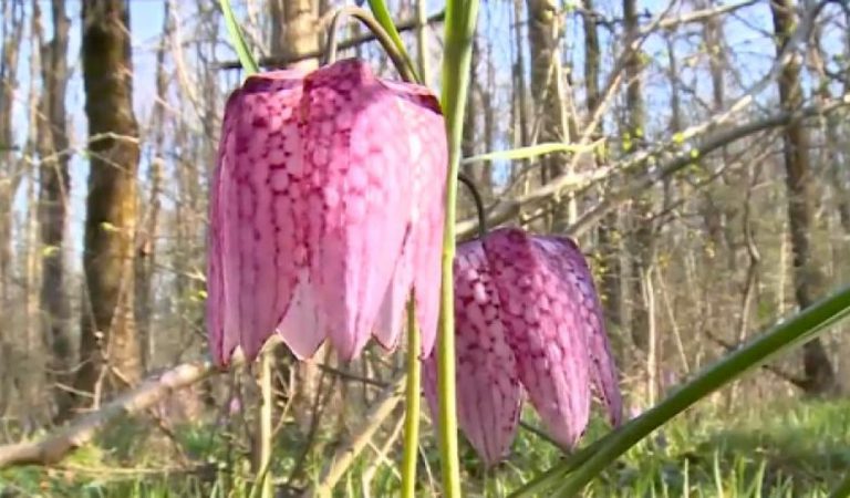 De aproape 40 de ani, acest pădurar din Gorj păzeşte laleaua pestriță, o floare rară pe cale de dispariție