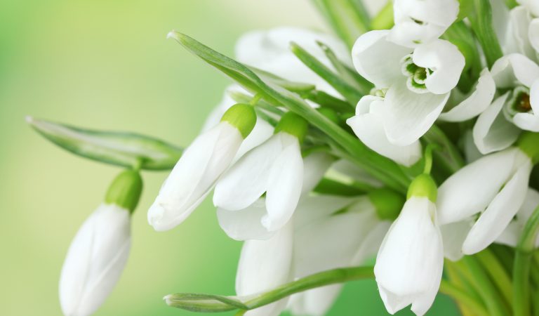 Ghiocelul – simbolul primăverii românești